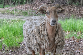  Drents heideschaap 