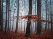 Mystic forrest von Roelie Steinmann Miniaturansicht