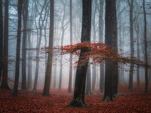 Mystic forrest by Roelie Steinmann