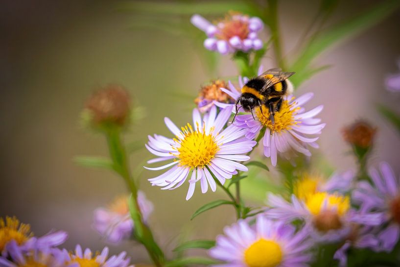 Eine Hummel auf einer Blüte von Roland Brack