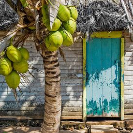 Cabane de Cuba sur M DH