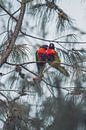 Lori est amoureuse dans l'arbre par Geke Woudstra Aperçu