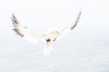 Landing gannet Heligoland
