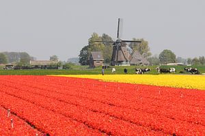 Tulpenveld nabij Opmeer van Tjitte Jan Hogeterp