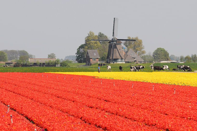 Champ de tulipes près d'Opmeer par Tjitte Jan Hogeterp