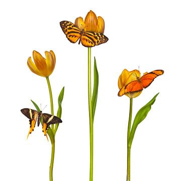 The Three Butterflies by Martin Bergsma