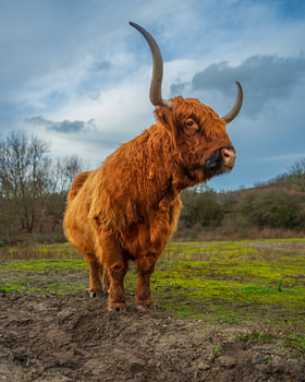 Portret van een Schotse hooglander