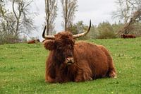 Le Highlander écossais repose tranquillement dans une prairie