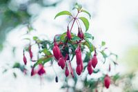 Fuchsia in de kleur donker rose