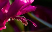 macro lidcactus