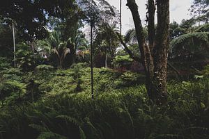 Botanischer Dschungel von Ronne Vinkx