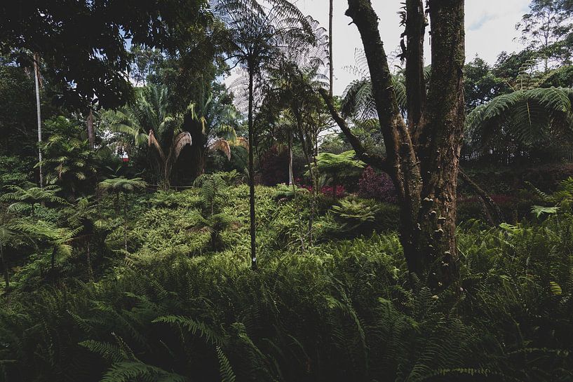 Botanische jungle van Ronne Vinkx