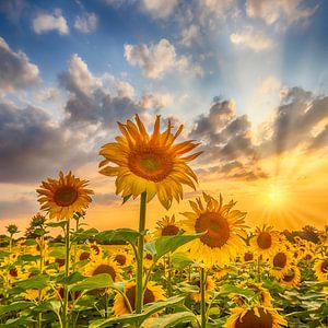 Sonnenblumenfeld im Sonnenuntergang von Melanie Viola