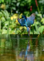 Duikende ijsvogel