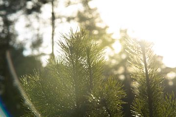 Les aiguilles de pin scintillent au soleil. sur Marc van den Elzen