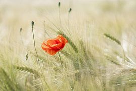coquelicot sur Ralf Hickmann