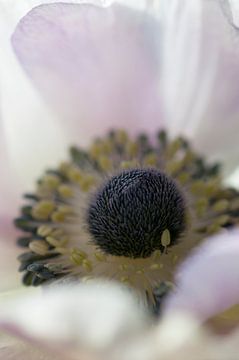 Close-up of an Anemone by Margot van den Berg