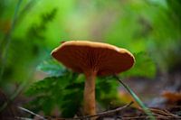 Mushrooms Rhenen