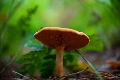 Paddenstoelen Rhenen