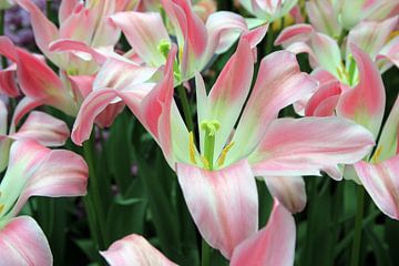 The Pink Tulip van Cornelis (Cees) Cornelissen