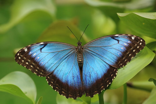 Papillon Morpho bleu