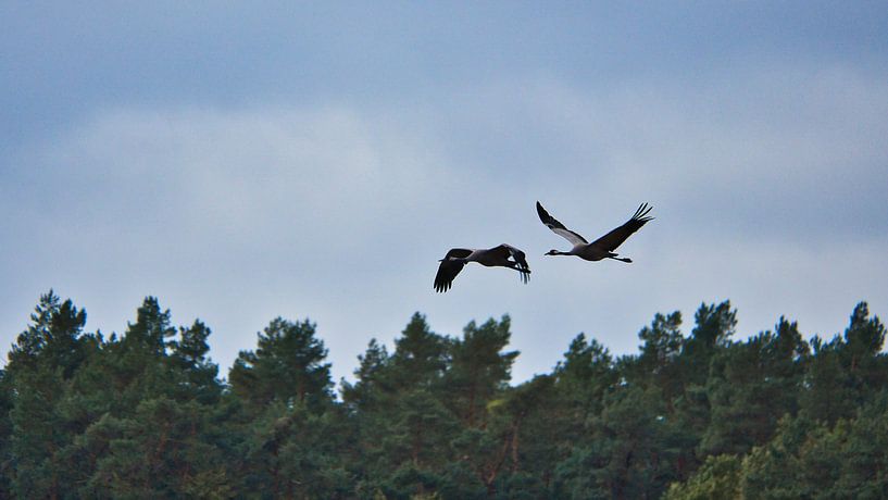 Cranes fly over a forest by Martin Köbsch