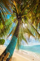 Palm tree on the Caribbean beach on the island of Barbados / Caribbean.
