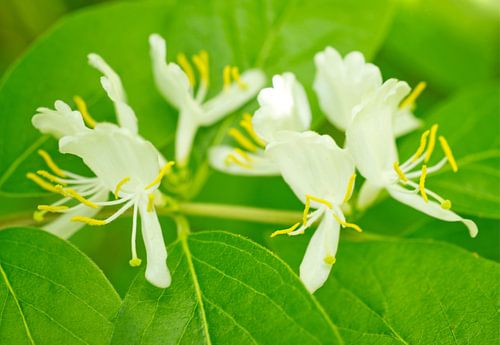 Kamperfoelie in witte bloei