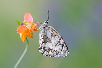 Couleurs contrastées