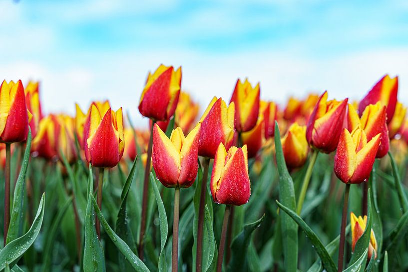 Tulips 2024 (2) by Eye Scream Shop