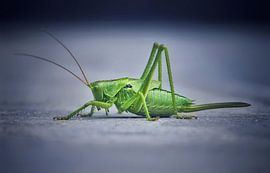 The grasshopper by Maickel Dedeken