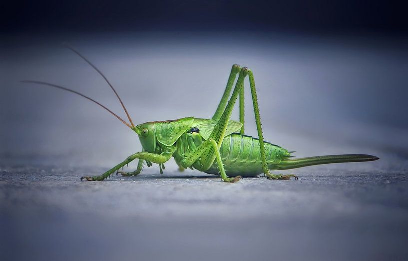 The grasshopper by Maickel Dedeken