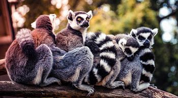 Ringtailed lemur