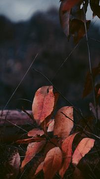 herfstbladeren in het bos van AciPhotography