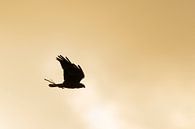 Western Marsh Harrier / Rohrweihe ( Circus aeruginosus ) in flight, flying carring nesting material  van wunderbare Erde thumbnail