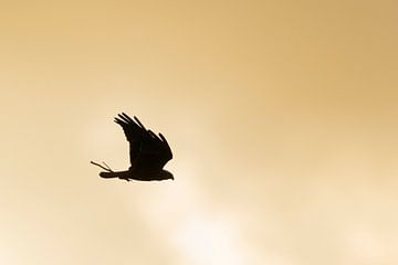 Western Marsh Harrier / Rohrweihe ( Circus aeruginosus ) in flight, flying carring nesting material 
