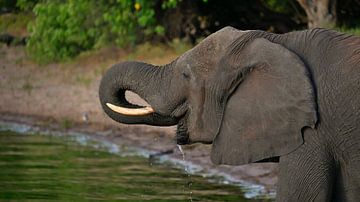 Olifant neemt een slokje water uit de Chobe rivier van Timon Schneider