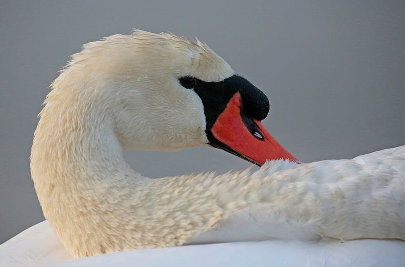 Mute swan by Frank Smedts