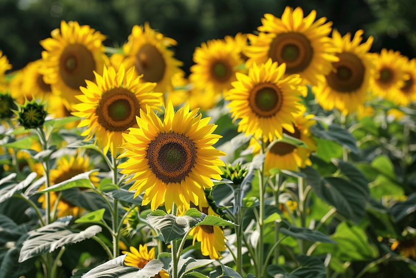 Field of radiant sunflowers in the sunshine by Imperial Art House