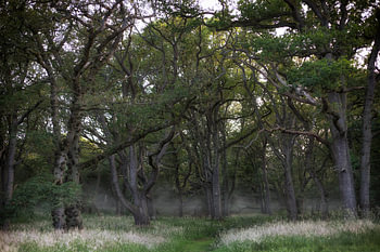 Der gruselige Wald