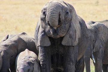 Olifant, Tanzania, Afrika by Rixt van der Ende