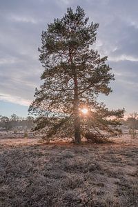 Lever de soleil sur la lande en hiver