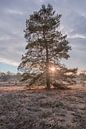 Lever de soleil sur la lande en hiver par John van de Gazelle fotografie Aperçu