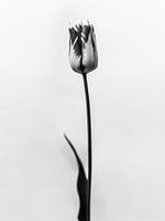 Inmitten der Blumen 12