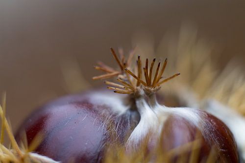Sweet chestnuts