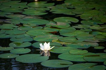 Water lily