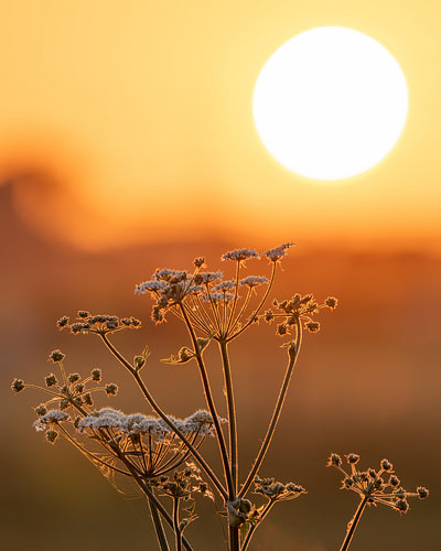 Wildblumen in der warmen Abendsonne von Paula Ketz