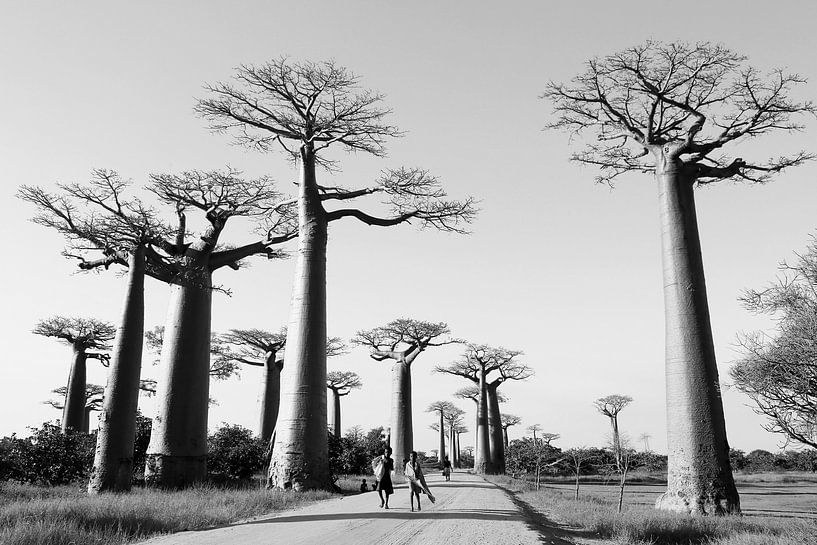 Allée des Baobabs par Marit Lindberg
