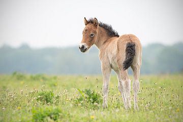 Veulen van Exmoor pony van Mariska van der Heijden