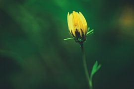 Blume von Alena Holtz